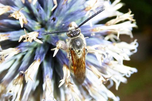 Colpa sexmaculata